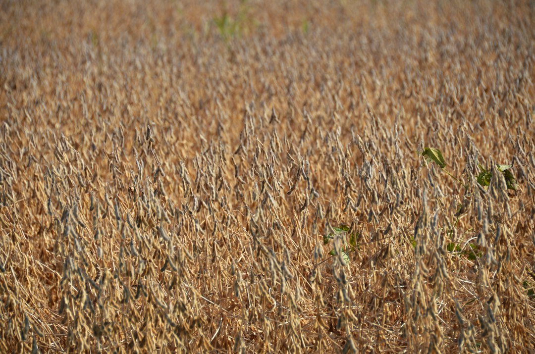 Guar crop cultivation in India