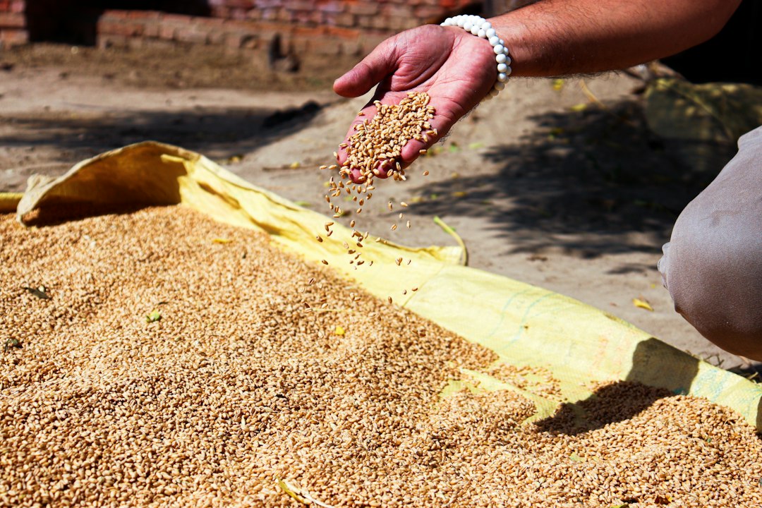 Premium Guar Splits Inspection